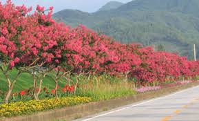 ���콺�� Ŭ���Ͻø� �����̹����� ���Ǽ� �ֽ��ϴ�.